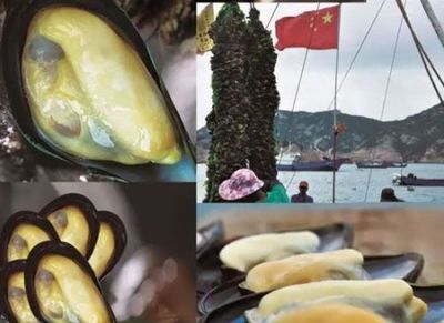 “东方小希腊”好吃又好玩!9月上海人将吃上新鲜嵊泗贻贝,清晨捕捞当晚上餐桌!
